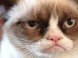 Grumpy Cat – Internet Phenom Gets Movie Deal