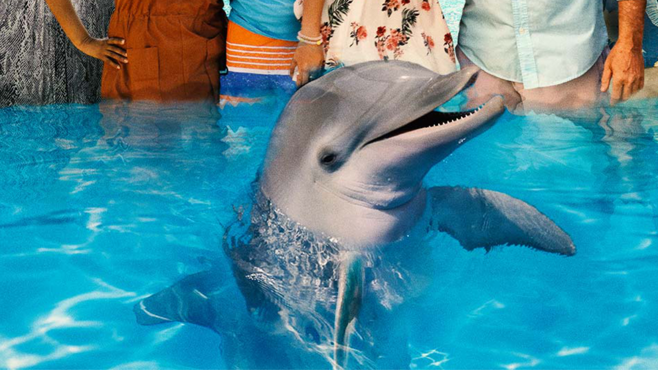 Dolphin Island Movieguide Movie Reviews For Christians Dolphin Island Movieguide Movie Reviews For Christians